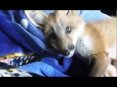 Fox Kit Wants Petted; Happy 100k+!!