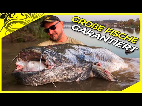 Große WELSE vom Boot | Welsangeln vom Boot | Bootsangeln auf Waller teil 2