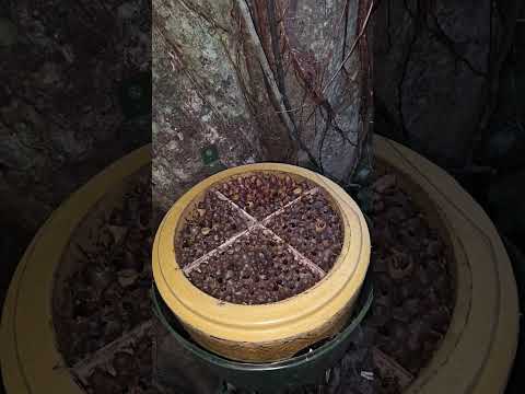 Abeja Jatei ( Miel 🍯)