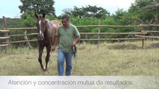 preview picture of video 'Doma natural con caballos de carrera'
