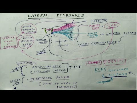 Muscle of Mastication | Lateral Pterygoid | TCML