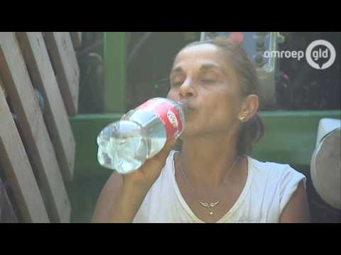 Puf puf... Dik dertig graden en dan loeizware pompoenen oogsten in Zoelen