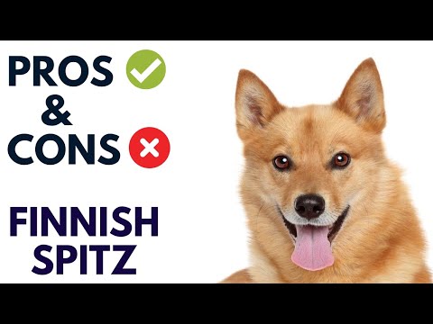 Finnish Spitz Pros and Cons | Finnish Spitz Advantages and Disadvantages   #AnimalPlatoon