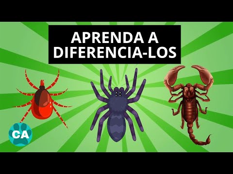 ARACNÍDEOS | VIDEO EDUCATIVO