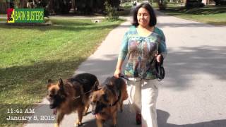 Two German Shepherd Dogs - Dog Training of Fort Myers - Patrick Logue