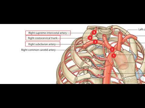 Thoracic cage