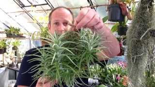 Easy To Grow Air Plants / My Air Plant Tillandsia Collection care tips and tricks for happy Plants