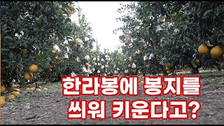 하우스가 아닌 노지에서 키우는 한라봉!!! 맛도 좋지만 왜 배나무 처럼 봉지를 씌워서 키울까요??? 소수정예…