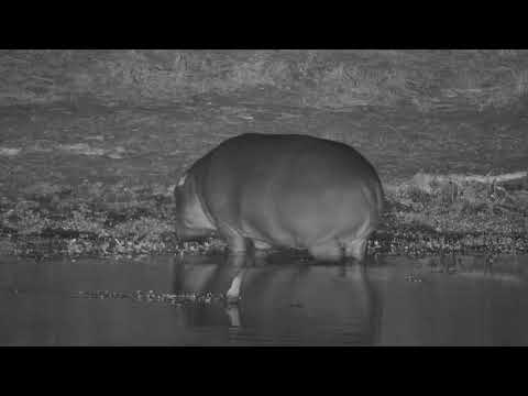Djuma: Hippo calf goes back to Impala carcass - 02:00 - 06/22/21