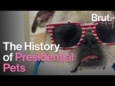 The History of Presidential Pets in the White House