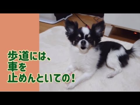 ワンワンU・x・Uお悩み相談室4️⃣2️⃣〜福井市「ごまちゃん」#歩道への車の駐車は違反🚙❌