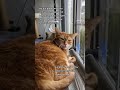 Proud Of Ginger The Senior Cat Very Chill Shorts