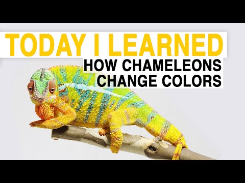 TIL: How Chameleons Change Color | Today I Learned