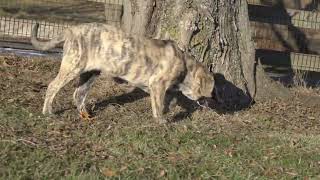 Fila Brasileiro Puppies Videos