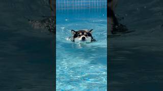 Download lagu Vlog- Manyu & Bai | Happy International Dog Day! Stay healthy and happy! mp3 Download lagu Vlog- Manyu & Bai | Happy International Dog Day! Stay healthy and happy! mp3