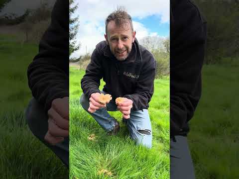 Fairy Ring Champignons. Really tasty mushrooms! #foraging #forager #mushrooms