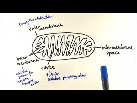 A2 Biology - Respiration: Mitochondria structure and functions (OCR A Chapter 18.2)