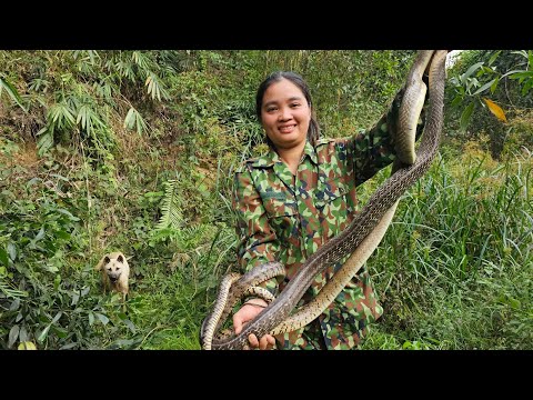 Rounding Up 3 Dogs to Track Down the "SNAKES" That Escaped Into the Wild!
