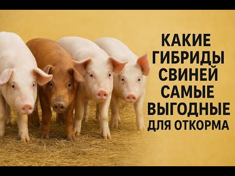 , title : 'Какие гибриды свиней наиболее выгодны для откорма, ведь гибриды-это основа прибыльного свиноводства.'