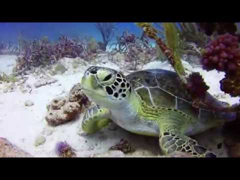 Dive at Arashi Reef, Aruba