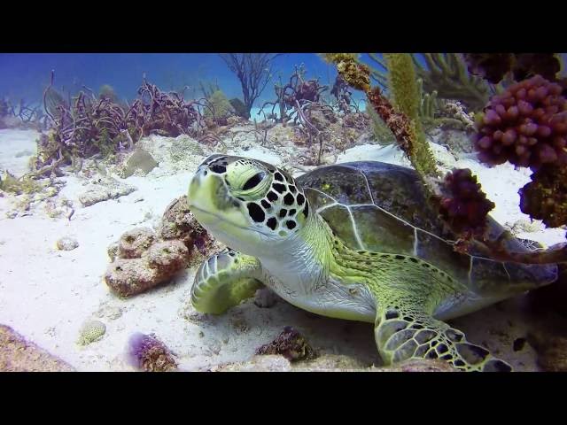 Dive at Arashi Reef, Aruba