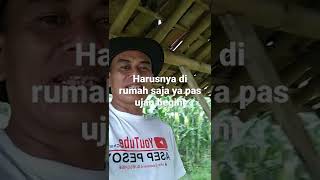 Download lagu terdampar di gubuk sawah //saat hujan tiba mp3 Download lagu terdampar di gubuk sawah //saat hujan tiba mp3