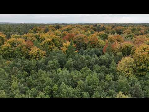 15.10.25 Flug über den rodungsbedrohten Langeler Bannwald bei Frankfurt
