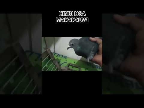 AY  HINDI TALAGA MAKAKAUWI