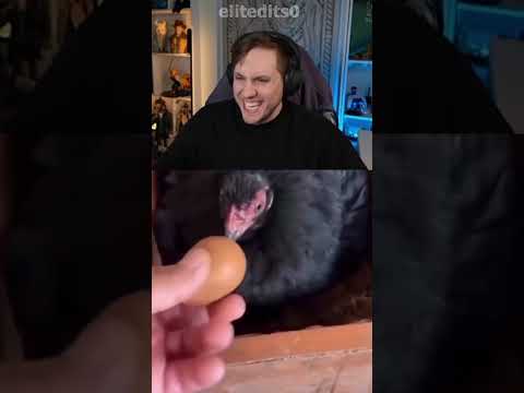 RRaenee Yapay Yumurtanın Üzerine Yatan Tavuk #shorts