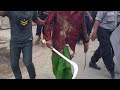 Viral Tradisi Madura Madura