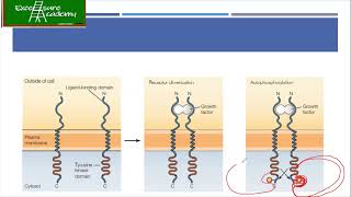Cell Biology #Lecture 46 #Tyrosine Kinase Signaling #Integrin Signaling #JAK/STAT Pathway