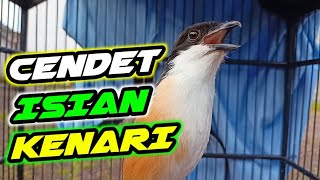 Download lagu CENDET ISIAN KENARI MURAI BATU - cendet gacor full isian kenari mp3