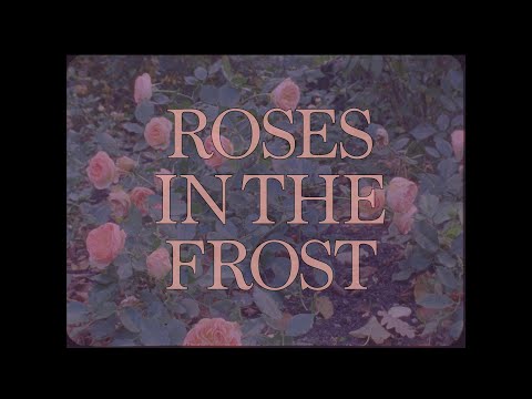Gloria de Oliveira - "Roses In The Frost"