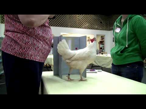 download lagu mp3 mp4 Chicken Camp, download lagu Chicken Camp gratis, unduh video klip Chicken Camp