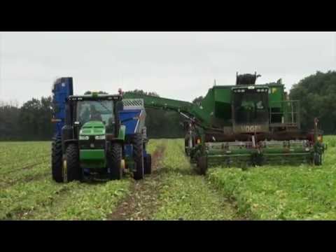 2015 Crop Shuttle Cucumbers