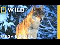 Documenting The United States Of Animals MEGA Episode Nat Geo Animals