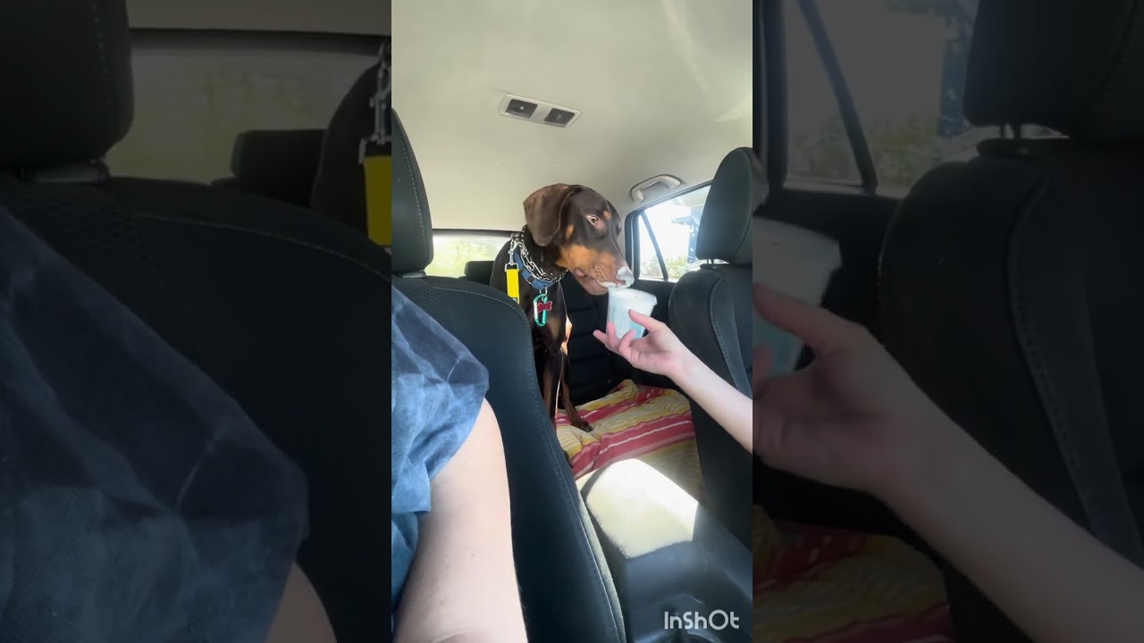 Raditz, a Adoptable Doberman Pinscher in Las Vegas, NV video 6/6