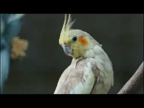 Calopsita Cantando Atirei o Pau no Gato - [ASSOBIO CALOPSITA]