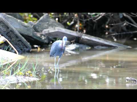Garza azul - Egretta caerulea