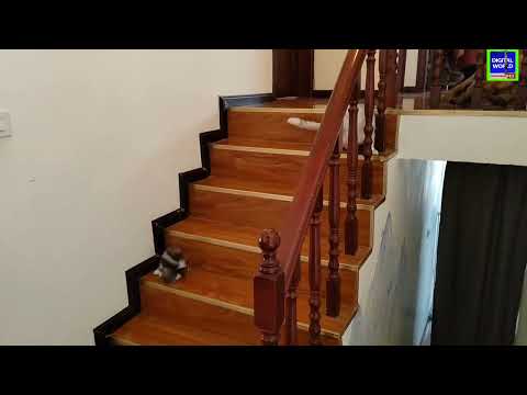 very funny cat 🐈 😻 @Qasim Malik Digital world 🌎