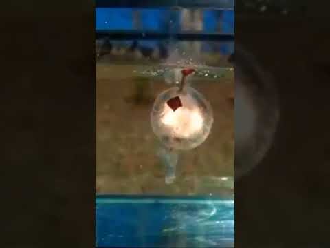 💨 Small underwater explosion in slow-motion.? #shorts #viralvideo