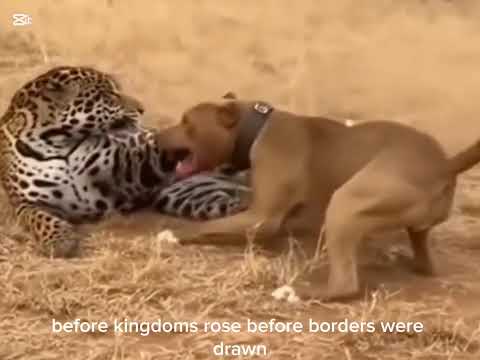 Top 5 most dangerous guide dog in the world 🌍