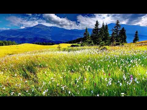 Relaxing Meadow with Ambient Nature Sounds, Wildflowers, and Mountain View   10Min