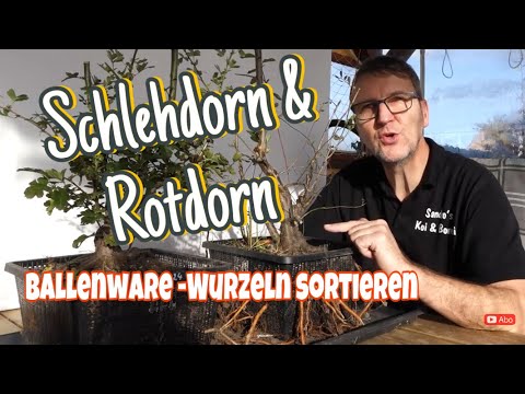 Ballenware aus Linda -Schwarzdorn und Rotdorn -Wurzeln sortieren Pre-Bonsai 2023/43
