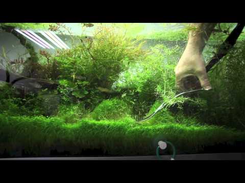 comment nettoyer plante d'aquarium