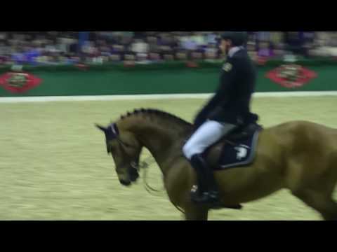 DSP Araldik Hengstschau 2017