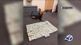 CHP K-9 finds half a million in cash after traffic stop