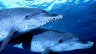 Billie Holiday He Ain&#39;t Got Rhythm