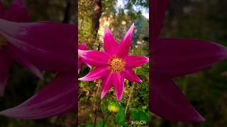 Blooming Dahlia #viral #shorts #flowers