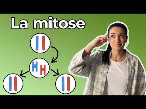 LA MITOSE - 3ème (Collège) - Ton cours de SVT en moins de 5 minutes